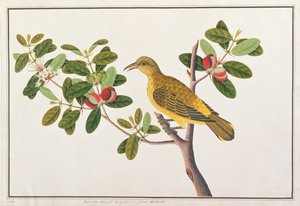 マラッカの鳥の絵、1805-18年頃の黒napedオリオール（紙にトイレ）